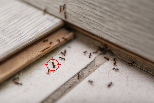 Best Pest Control Near Me  in Miami Beach, FL