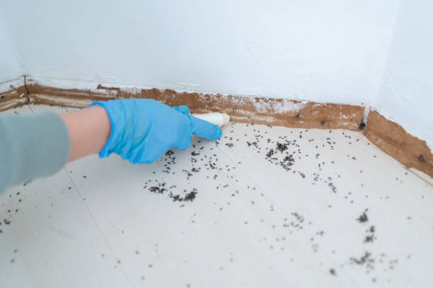 Best Local Pest Control Services  in Miami Beach, FL
